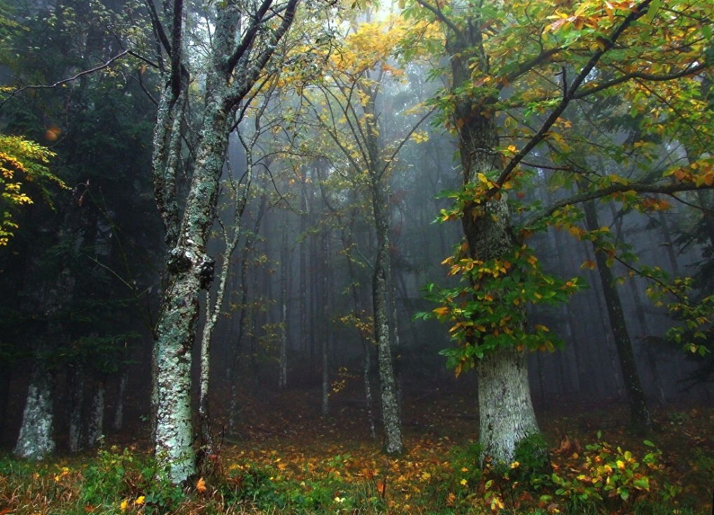 Foreste incantate